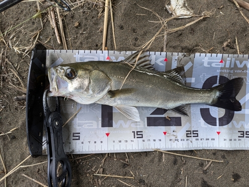 セイゴ（マルスズキ）の釣果