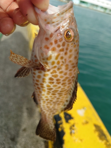 オオモンハタの釣果