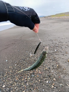 マサバの釣果