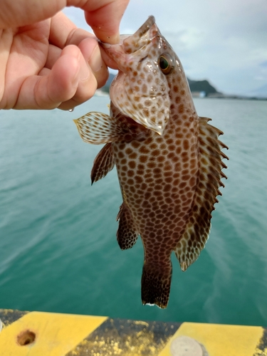 オオモンハタの釣果