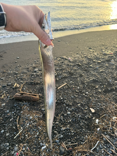 タチウオの釣果