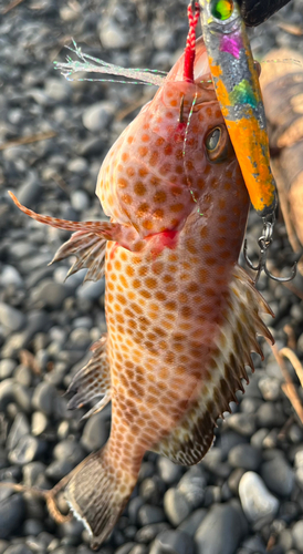 オオモンハタの釣果