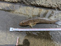 マハゼの釣果