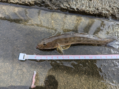 マハゼの釣果