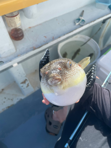 ショウサイフグの釣果