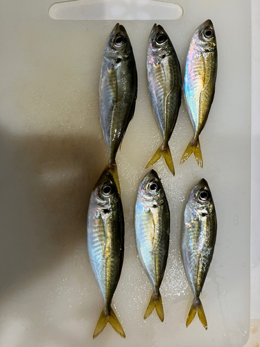 アジの釣果