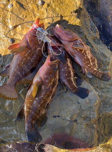 アコウの釣果