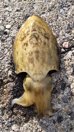 コウイカの釣果