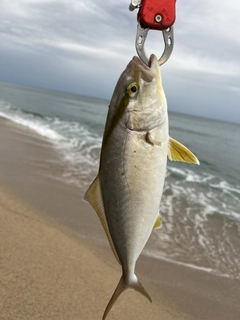 ショゴの釣果