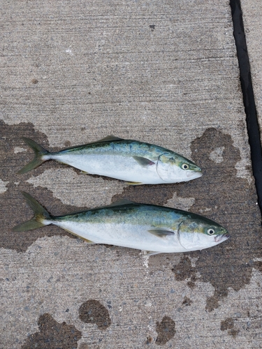 イナダの釣果