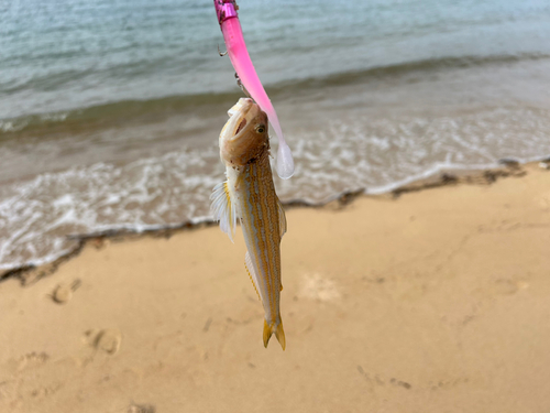 エソの釣果