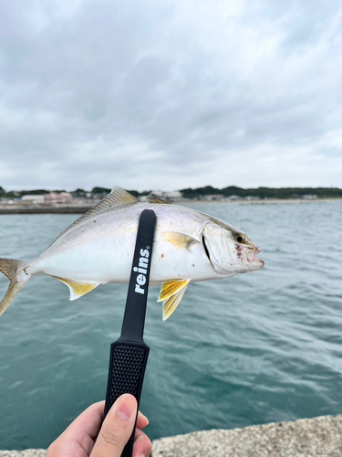 シマアジの釣果