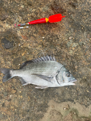 メイタの釣果