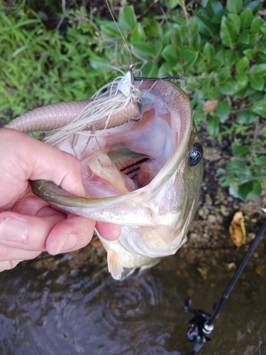 ブラックバスの釣果