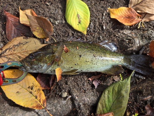 スモールマウスバスの釣果