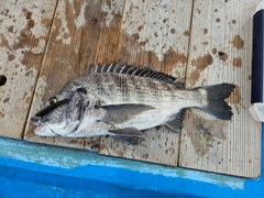 クロダイの釣果