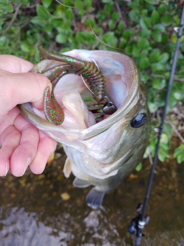 ブラックバスの釣果