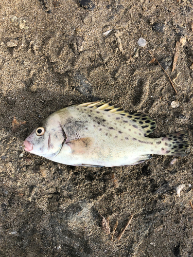 コショウダイの釣果