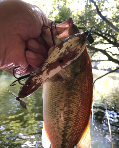 ブラックバスの釣果