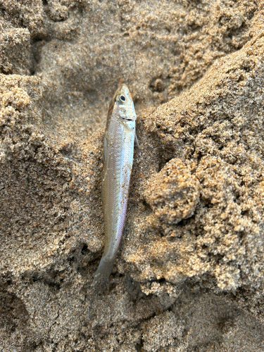 キスの釣果