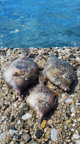 カワハギの釣果