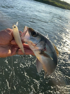 セイゴ（マルスズキ）の釣果