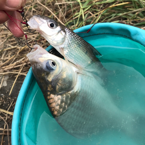 ニゴイの釣果