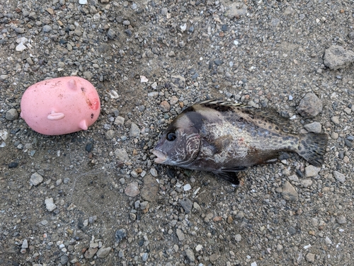 コショウダイの釣果