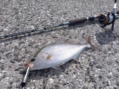 ショゴの釣果