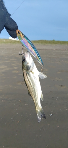 セイゴ（マルスズキ）の釣果