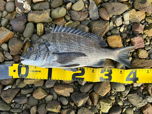 クロダイの釣果