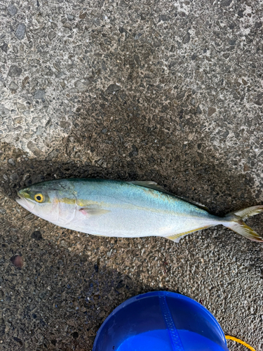 ツバスの釣果