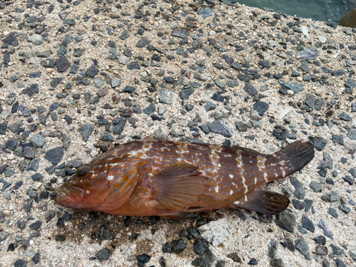 キジハタの釣果