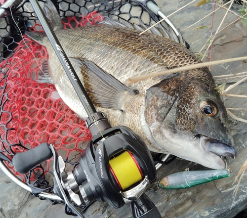 クロダイの釣果