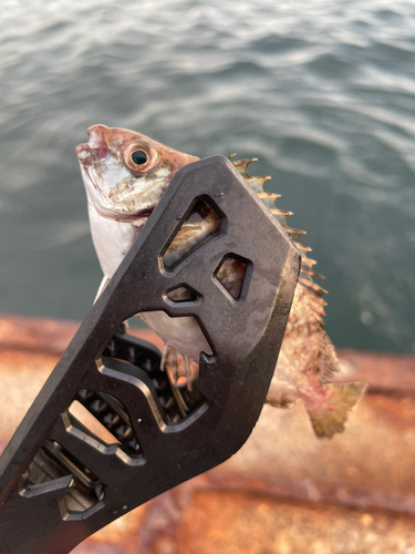 アイゴの釣果