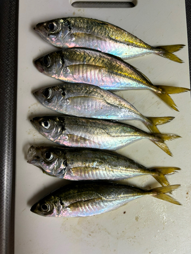 アジの釣果