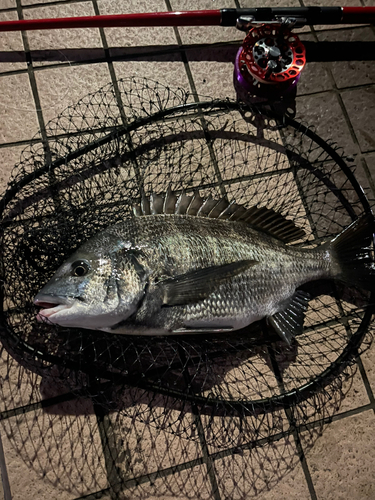 クロダイの釣果