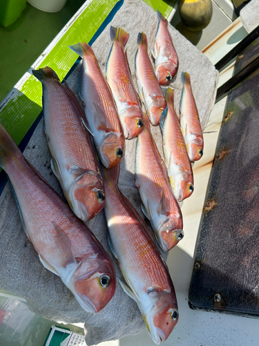 アカアマダイの釣果