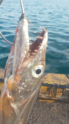 タチウオの釣果