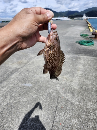 オオモンハタの釣果