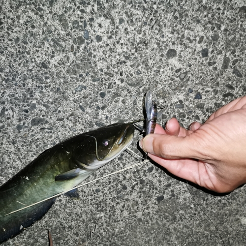 岐阜県南部