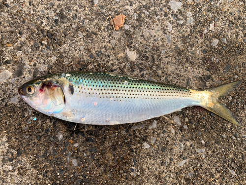 コノシロの釣果