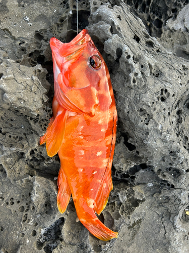 アカハタの釣果