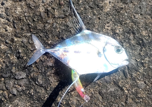 イトヒキアジの釣果