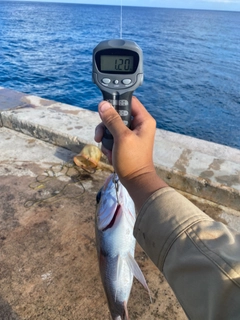 ヨコシマクロダイの釣果