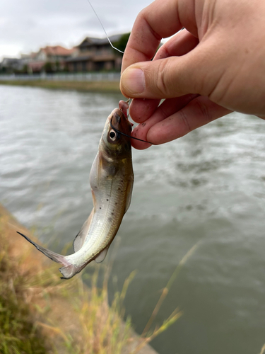 アメリカナマズの釣果