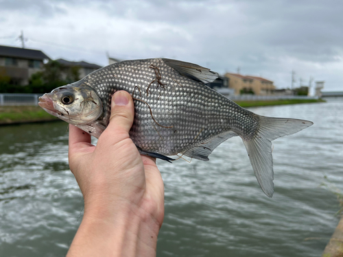 ダントウボウの釣果