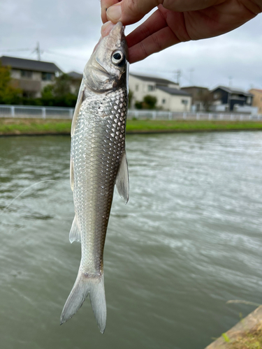 ニゴイの釣果