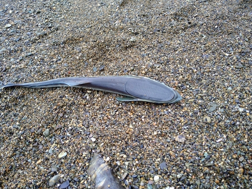 コバンザメの釣果