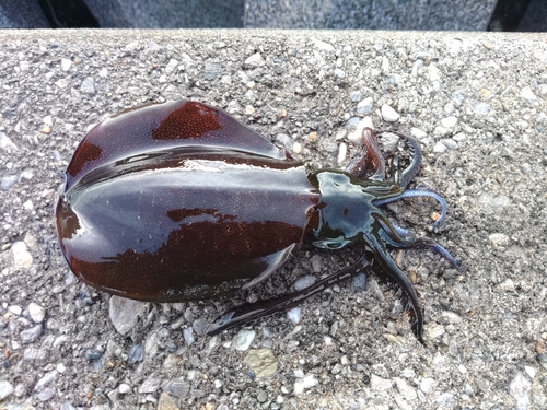 アオリイカの釣果